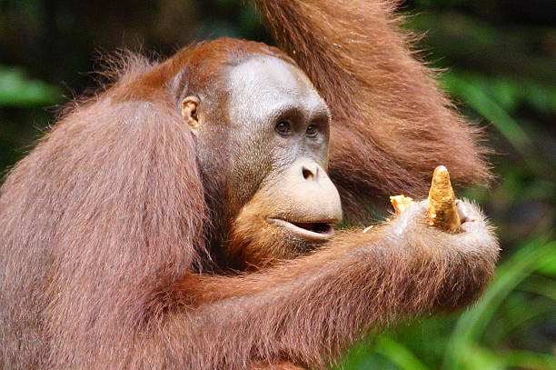 60+ Ponginae Stock Photos, Pictures & RoyaltyFree Images iStock