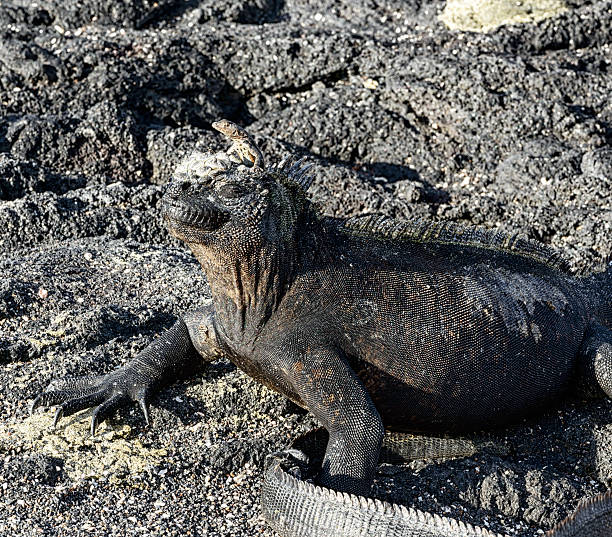 tropidurus bivittatus em cima de iguana marinha, as ilhas galápagos - fernandina beach - fotografias e filmes do acervo