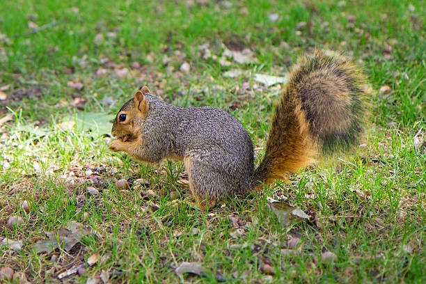 istock Eastern gray squirrel (Sciurus carolinensis), Michigan, USA 473023422