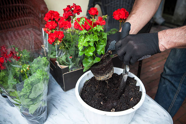 istock Planting flowers 473026228