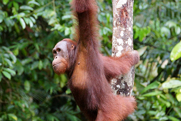 60+ Ponginae Stock Photos, Pictures & RoyaltyFree Images iStock