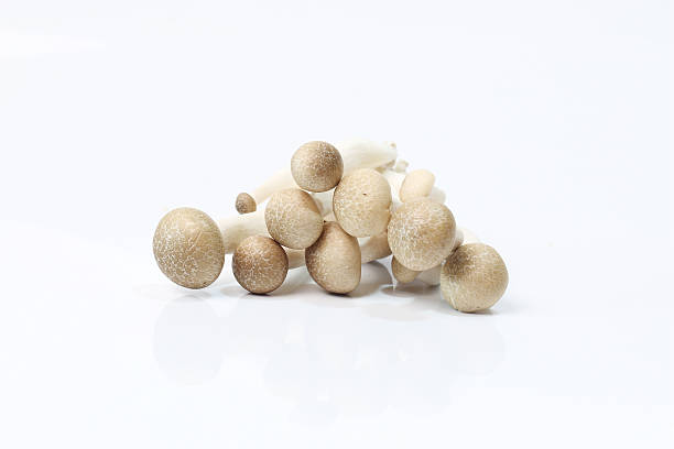 mushroom isolated on white background Brown beech mushrooms, Shimeji mushroom, Edible mushroom isolated on white background buna shimeji stock pictures, royalty-free photos & images