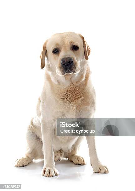 Labrador Retriever Stock Photo - Download Image Now - 2015, Animal, Cut Out