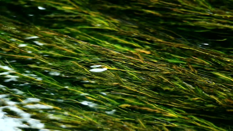 submerged plant in the river