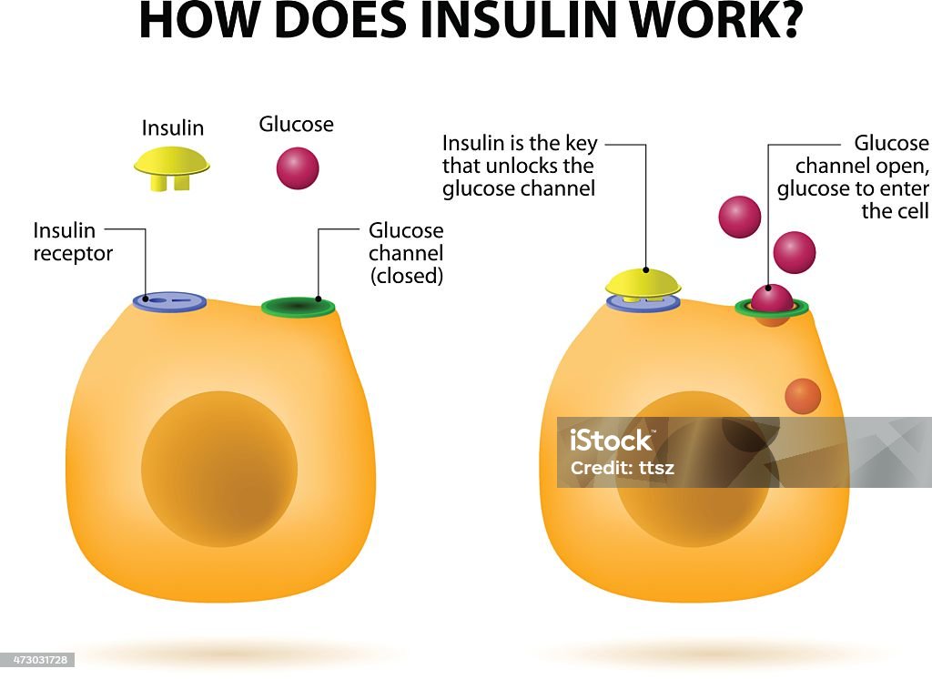 itálico elevación Desenmarañar Ilustración de Cómo Funciona La Insulina Trabajo y más Vectores Libres de  Derechos de Insulina - Insulina, Anatomía, Tallo - iStock