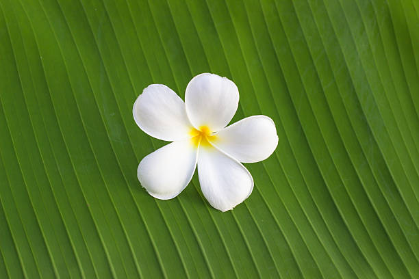 White and yellow Plumeria on natural background.White and yellow Plumeria on natural background.