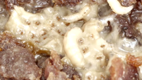 Bug Infested Meat Spoiled Meat Maggots