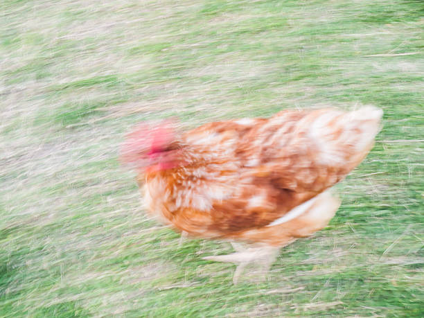 istock Free range chicken running on a grass lawn  blur movement 473039668