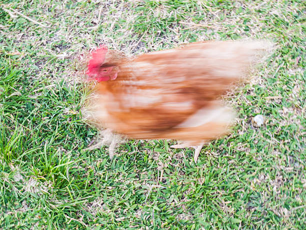 Free range chicken running on a grass lawn  blur movement