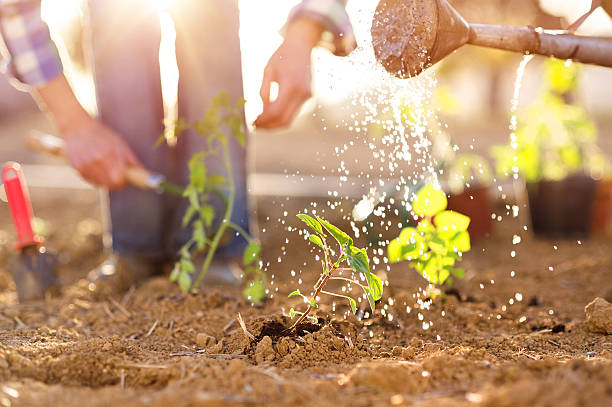 coppia senior lavorando in giardino - vegetable garden planting environment human hand foto e immagini stock