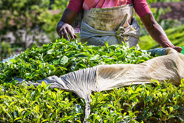 escolher na plantação de chá em munnar, índia - munnar imagens e fotografias de stock