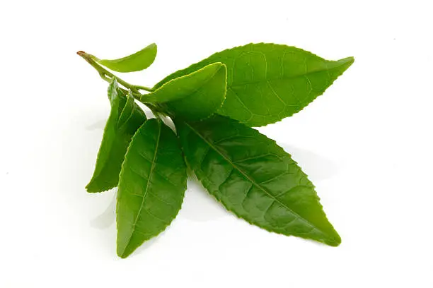 Fresh Green tea leaves isolated on white