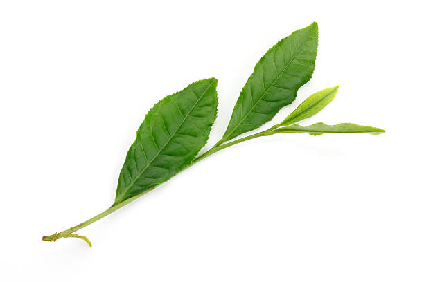 fresco verde foglie di tè - tea crop spring japanese culture tea foto e immagini stock