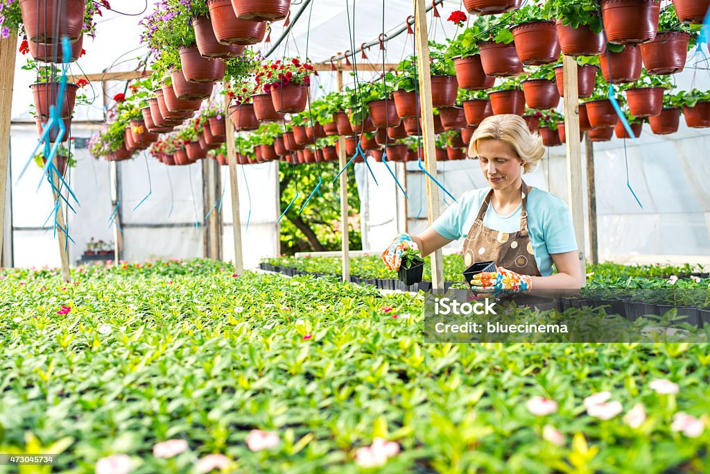 Florista hembra - Foto de stock de 2015 libre de derechos