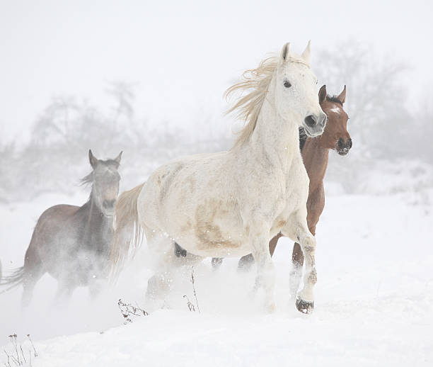 istock Batch of horses running in winter 473045970