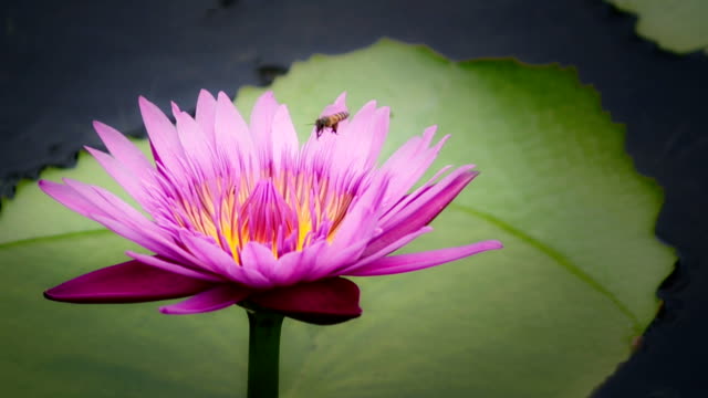 Lotus flower and bee in pond