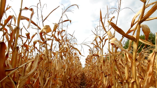 Dead Corn Field Row HD