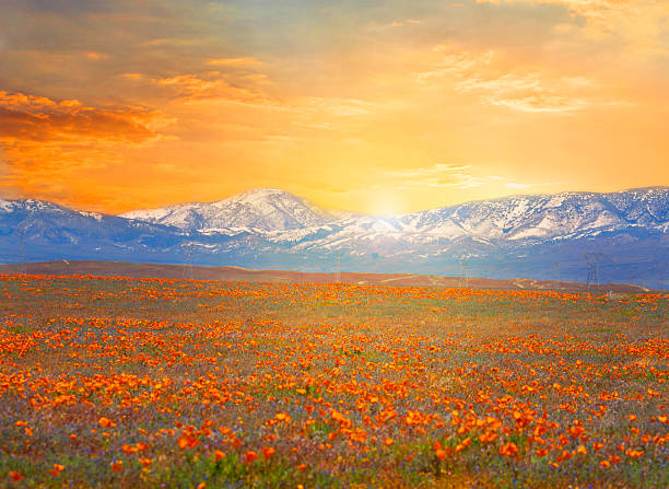 Poppy field.