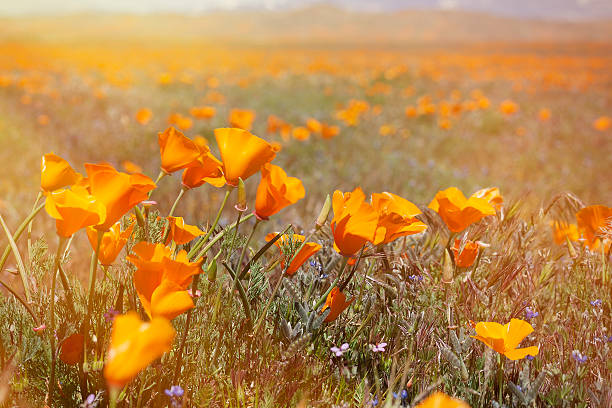 Blooming California Poppy (Eschscholzia californica) wildflowers.