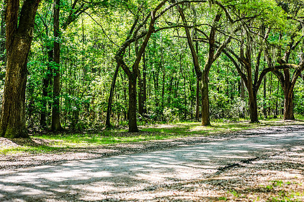 Tallahassee, Florida dark shadow tunnel road view on Miccosukee scenic canopy street with nobody during day with southern live oak trees