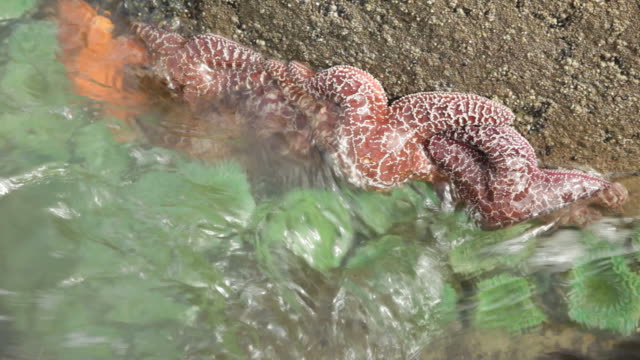 HD video Olympic NP starfish tide pool Washingon