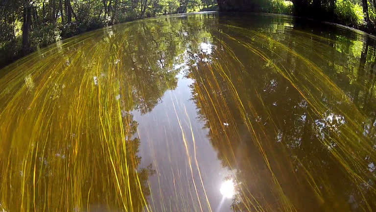 River running through forest.