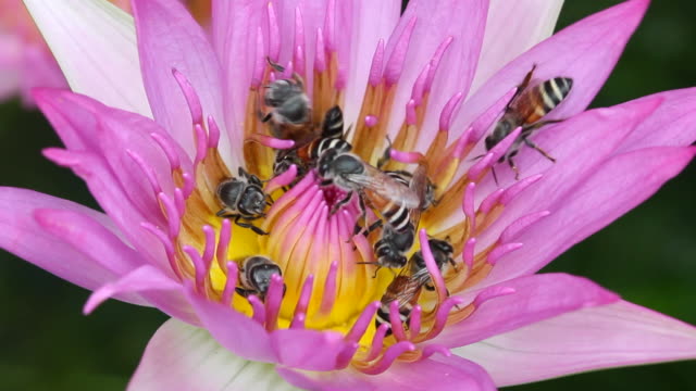 Group of bee with water lily