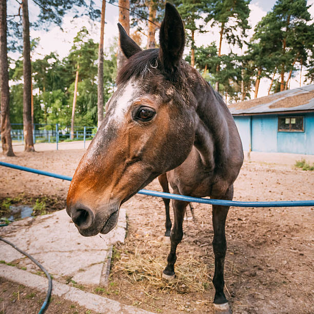 面白いブラウンの頭の馬のクローズアップ - horse close up non urban scene spring ストックフォトと画像