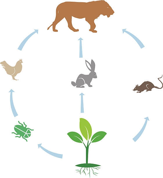 70+ Rabbit Eating Grass Stock Illustrations, Royalty Biology Diagrams
