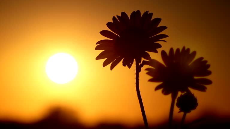 Kansas Sunflowers At Sunset