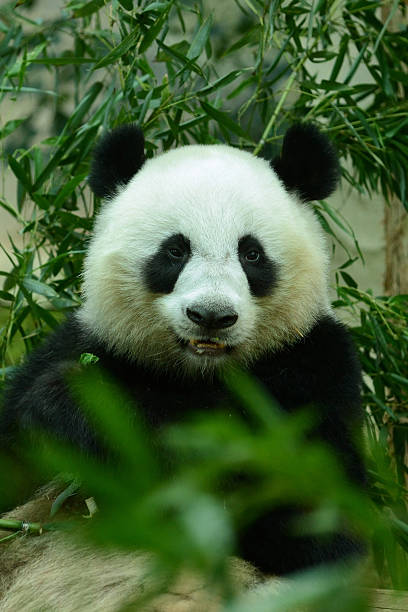 istock Giant panda bear and bamboo leaf Chengdu, China 473067806