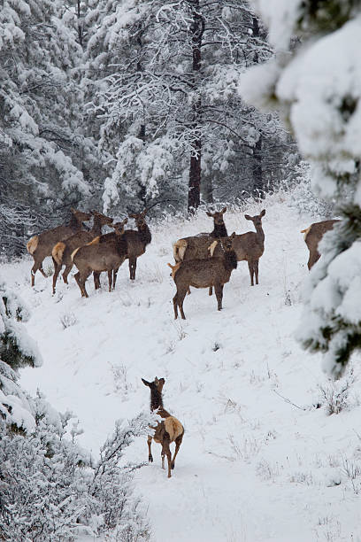 istock Elk in Deep Snow in the Pike National Forest 473070434