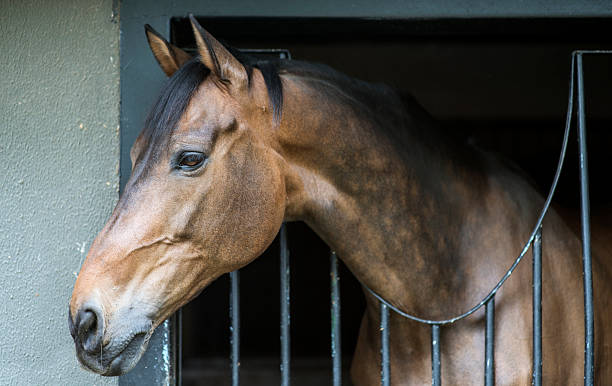 istock Horse Portrait at Stable 473071444