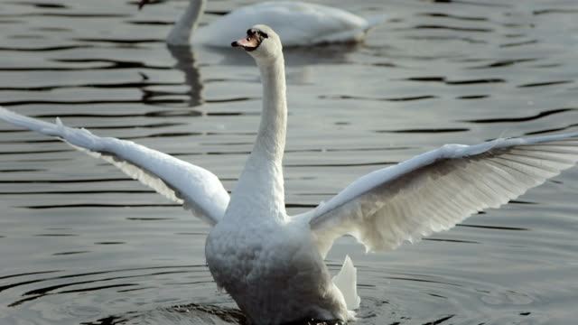 HD Super Slow-Mo: Mute Swan Spreading Wings