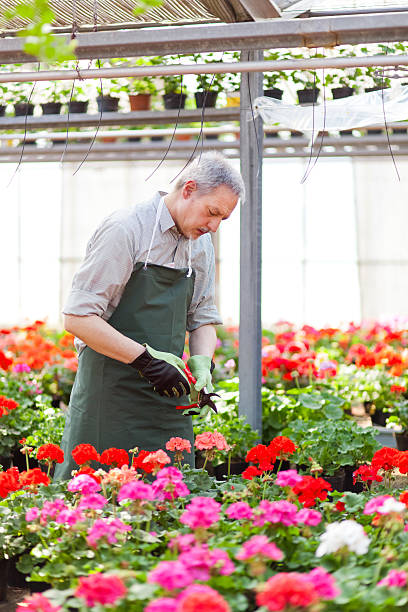istock Gardener in a green house 473072945