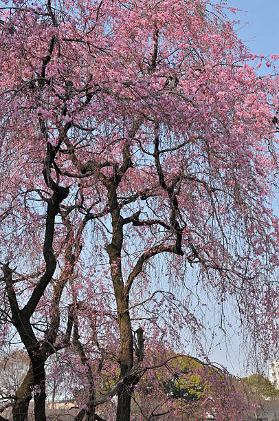 istock Cherry Blossom Season in Tokyo 473075312