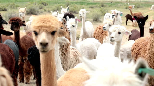 1,993 Llama Animal Stock Videos and Royalty-Free Footage - iStock