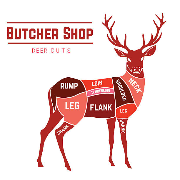 deer fleisch in farbe - haunch stock-grafiken, -clipart, -cartoons und -symbole