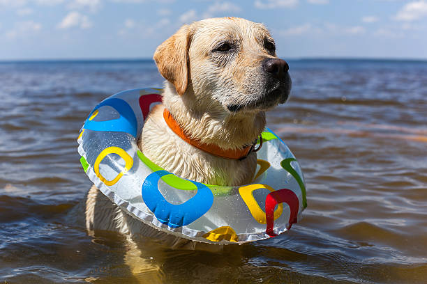 istock Labrador bathing in the river, spray stick team jump 473078300