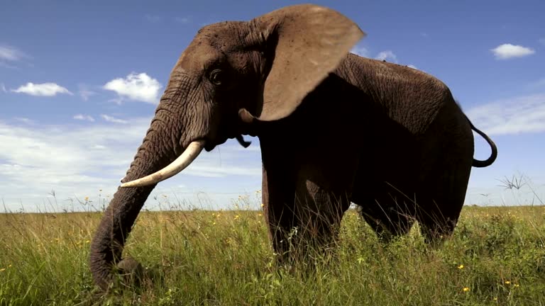 Elefant