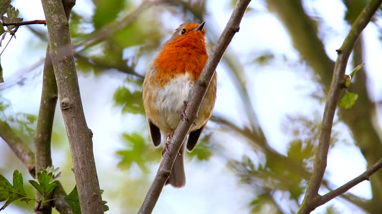 Robin Singing in an Urban Park