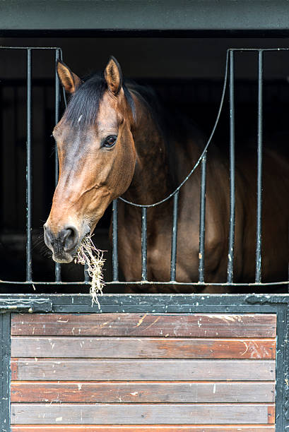 istock Horse Portrait in Barn 473082784