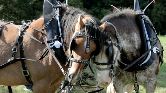 Clydesdale Horse Pair