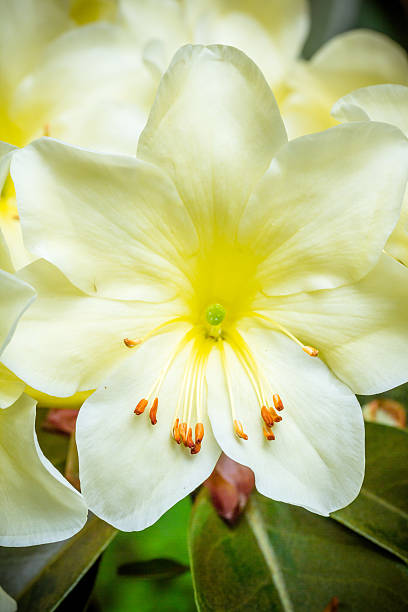 iced primrose flower stock photo