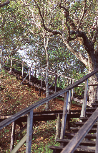 Hillside stairs in old Oak Forest near Punta Gorda Bay Islands Honduras