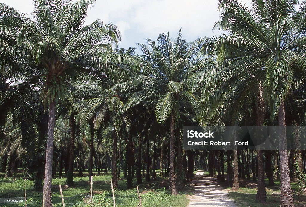 Country road African Oil Palm Plantation Agricultural fields Atlantida Honduras Country road through African Oil Palm Plantation Agricultural fields near San Marcos and San Francis Atlantida Honduras 2015 Stock Photo