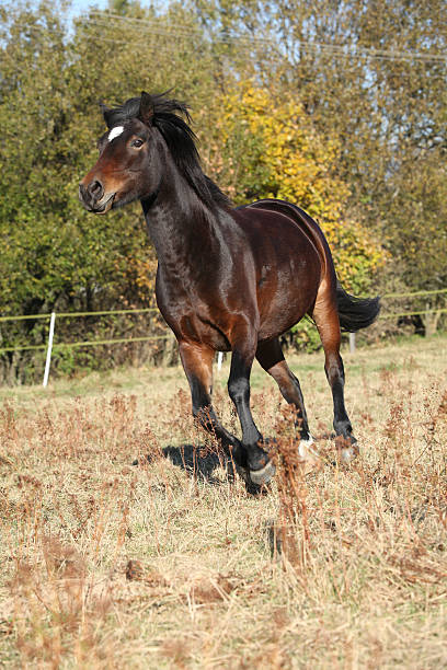 istock Nice brown pony running in autumn 473090490