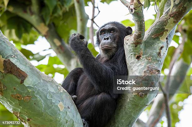 Chimpanzee Sitting In A Tree Wildlife Shot Gombe Tanzania Stock Photo - Download Image Now