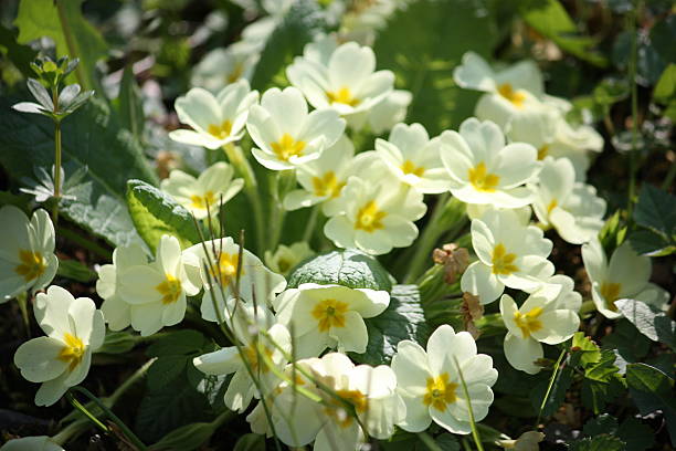 istock Primroses yellow wild in the meadow spring Lago Maggiore 473093282