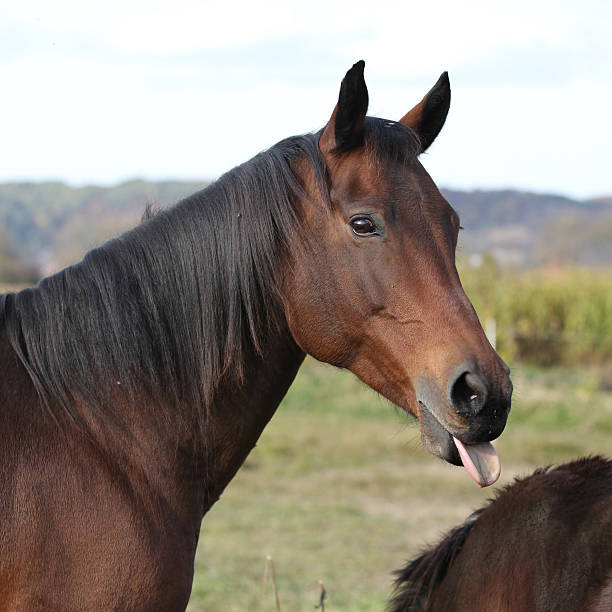 istock Nice kabardin horse showing its tongue 473093842